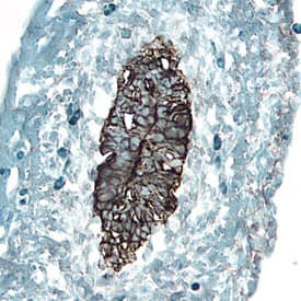 Frizzled-1 antibody in Embryonic Mouse Intestine by Immunohistochemistry (IHC-Fr).