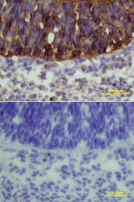 Frizzled-3 antibody in Mouse Embryo by Immunohistochemistry (IHC-Fr).