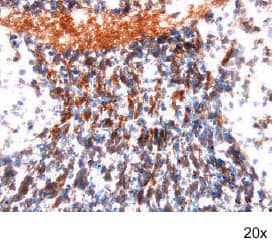 Frizzled-4 antibody in Embryonic Mouse Neuronal Tissue by Immunohistochemistry (IHC-Fr).