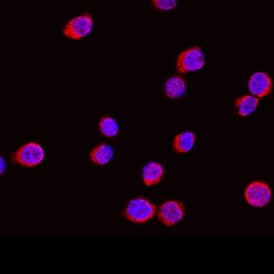Fucosyltransferase 7/FUT7 antibody in HL-60 Human Cell Line by Immunocytochemistry (ICC).