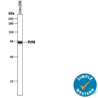 Detection of Human Fucosyltransferase 8/FUT8 antibody by Simple WesternTM.