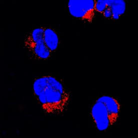 Fyn antibody in MOLT-4 Human Cell Line by Immunocytochemistry (ICC).