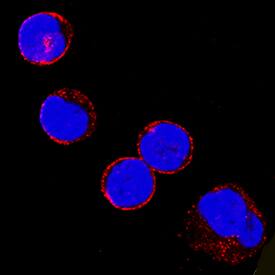 Fyn antibody in Human PBMCs by Immunocytochemistry (ICC).