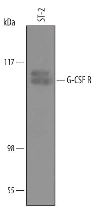 Detection of Mouse G-CSF R/CD114 antibody by Western Blot.