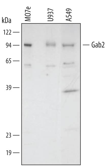 Detection of Human Gab2 antibody by Western Blot.