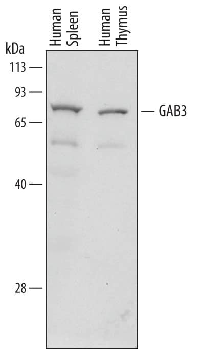 Detection of Human GAB3 antibody by Western Blot.