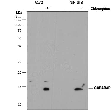 Detection of Human and Mouse GABARAP antibody by Western Blot.