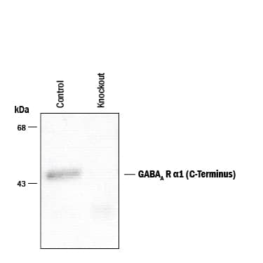 Detection of GABAAR a1 C-Terminus antibody by Western Blot