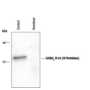 Detection of GABAAR a1 N-Terminus antibody by Western Blot