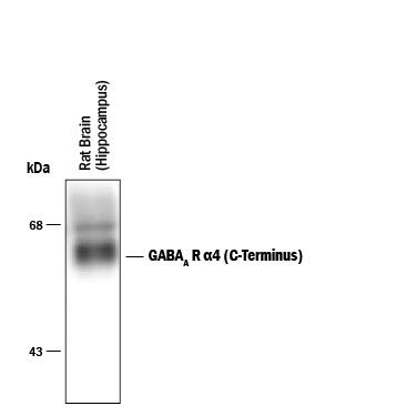 Detection of GABAAR a4 C-Terminus antibody by Western Blot.