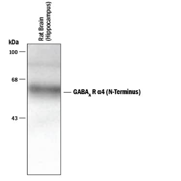 Detection of GABAAR a4 N-Terminus antibody by Western Blot.