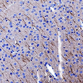GABABR2 antibody in Mouse Brain by Immunohistochemistry (IHC-P).