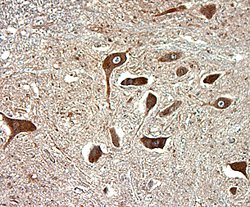 GAD1/GAD67 antibody in Human Spinal Cord by Immunohistochemistry (IHC-P).