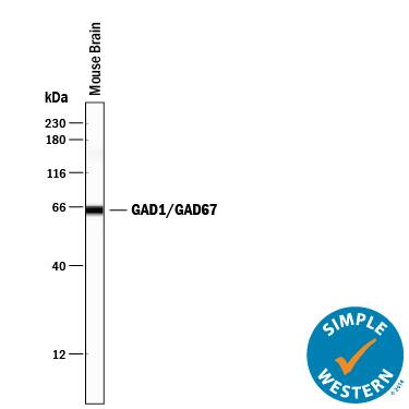 Detection of Mouse GAD1/GAD67 antibody by Simple WesternTM.