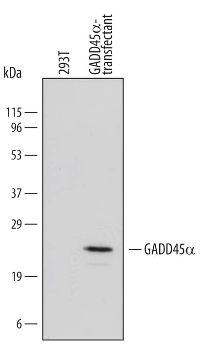 Detection of Human GADD45a antibody by Western Blot.