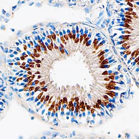 Polypeptide GalNac Transferase 10/ GALNT10 antibody in Mouse Testis by Immunohistochemistry (IHC-P) by Immunohistochemistry (IHC-Fr).