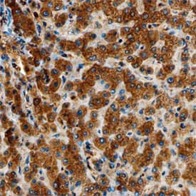 Polypeptide GalNac Transferase 1/GALNT1 antibody in Human Liver by Immunohistochemistry (IHC-P).