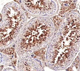 GAPDH-2 antibody in Human Testes by Immunohistochemistry (IHC-P).