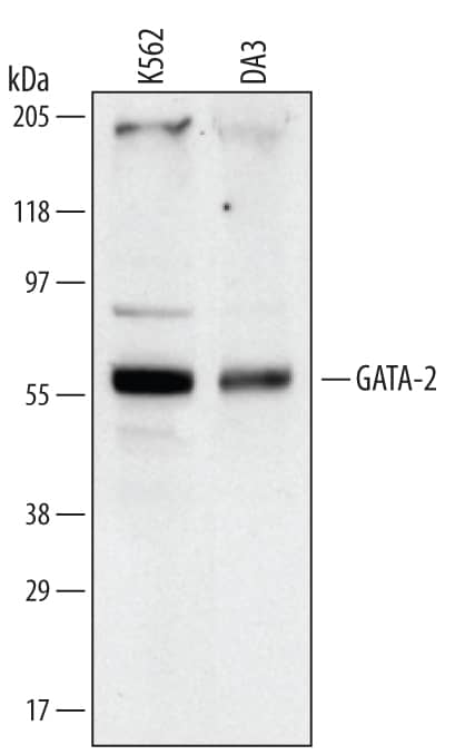 Detection of Human/Mouse GATA-2 antibody by Western Blot.