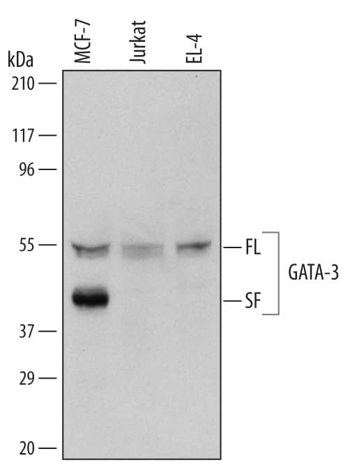 Detection of Human and Mouse GATA-3 antibody by Western Blot.