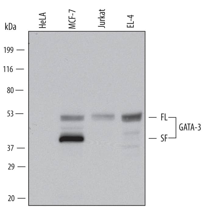 Detection of Human and Mouse GATA-3 antibody by Western Blot.