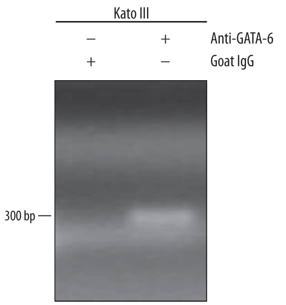 Detection of GATA-6-regulated Genes antibody by Chromatin Immunoprecipitation.