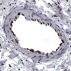 GATA-2 antibody in Human Duodenum by Immunohistochemistry (IHC-P).