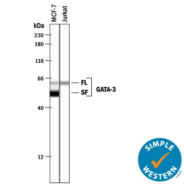 Detection of Human GATA-3 antibody by Simple WesternTM.