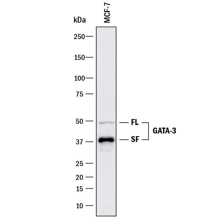 Detection of Human GATA-3 antibody by Western Blot.