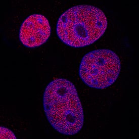 GATA-3 antibody in MCF-7 Human Cell Line by Immunocytochemistry (ICC).