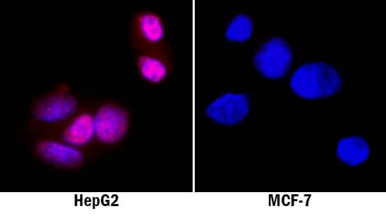 GATA-4 antibody in HepG2 Human Cell Line by Immunocytochemistry (ICC).