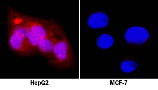 GATA-4 antibody in HepG2 Human Cell Line by Immunocytochemistry (ICC).