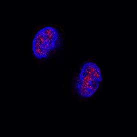 GATA-5 antibody in HepG2 Human Cell Line by Immunocytochemistry (ICC).