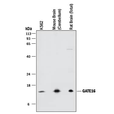 Detection of Human, Mouse, and Rat GATE-16 antibody by Western Blot.