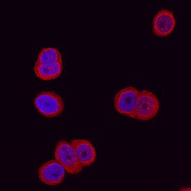 Glucosaminyl (N-acetyl) Transferase 1/GCNT1 antibody in HT-29 human cell line by Immunocytochemistry (ICC).