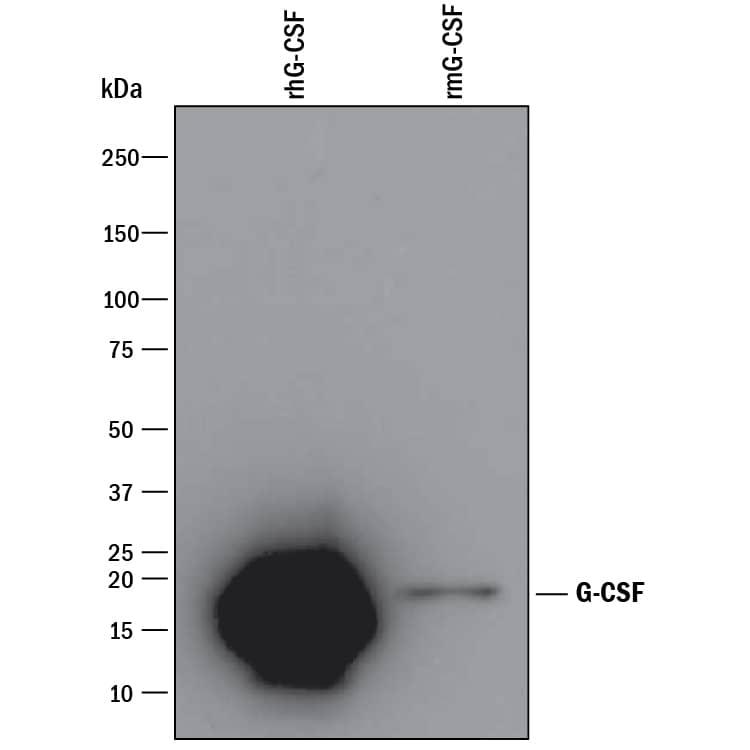 Detection of Recombinant Human and Mouse G-CSF antibody by Western Blot.