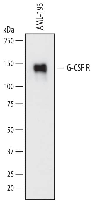 Detection of Human G-CSF R/CD114 antibody by Western Blot.