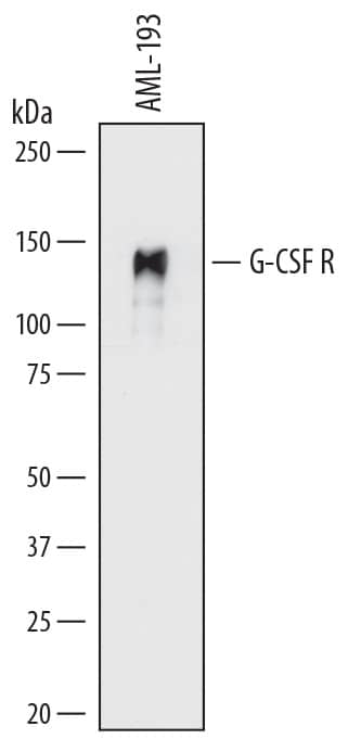 Detection of Human G-CSF R/CD114 antibody by Western Blot.