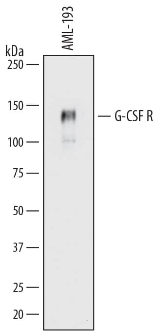 Detection of Human G-CSF R/CD114 antibody by Western Blot.