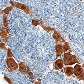 GDF-15 antibody in Mouse Brain by Immunohistochemistry (IHC-Fr).