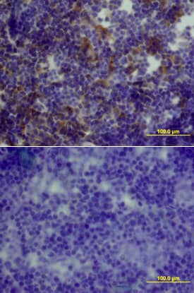 GDF-3 antibody in Mouse Thymus by Immunohistochemistry (IHC-Fr).