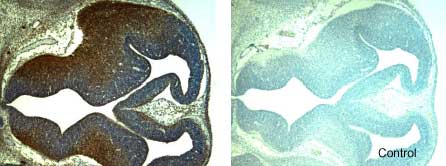 GDF-5 antibody in Mouse Embryo by Immunohistochemistry (IHC-Fr).