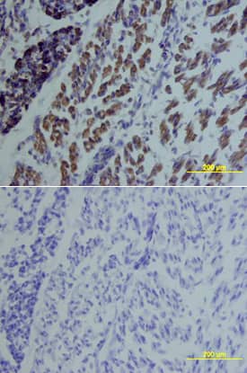 GDF-5 antibody in Mouse Embryo by Immunohistochemistry (IHC-Fr).