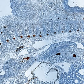 GDF-11/BMP-11 antibody in Mouse Embryo by Immunohistochemistry (IHC-Fr).