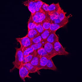 GDF-11/BMP-11 antibody in HEK293 Human Cell Line by Immunocytochemistry (ICC).