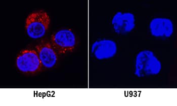 GDF-15 antibody in HepG2 and U937 Human Cell Lines by Immunocytochemistry (ICC).