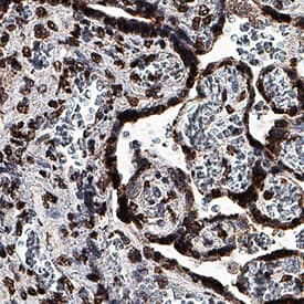 GDF-15 antibody in Human Placenta by Immunohistochemistry (IHC-P).