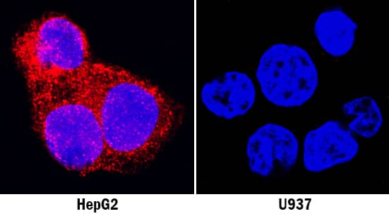 GDF-15 antibody in HepG2 and U937 Human Cell Lines by Immunocytochemistry (ICC).