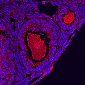 GDF-9 antibody in Mouse Ovary by Immunohistochemistry (IHC-Fr).
