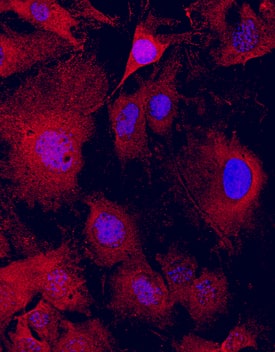 GDPD2 antibody in MC3T3-E1 Mouse Cell Line by Immunocytochemistry (ICC).